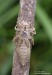 Klínatka obecná (Vážky), Gomphus vulgatissimus, Anisoptera (Odonata)